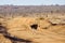 Bird ostrich in the savannah of Tsavo East