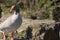 Bird Outdoors Wildlife River Lake Water Standing Looking Feather