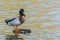 Bird Outdoors Wildlife River Lake Water Standing Looking Feather