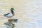 Bird Outdoors Wildlife River Lake Water Standing Looking Feather