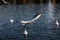 Bird over versailles lake palace