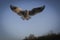 Bird over versailles lake palace