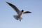 Bird over versailles lake palace