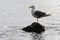 Bird of Pacific gull standing on one foot on stone surrounded by water and waves of Pacific Ocean. Seashore of Pacific Coast