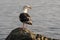 Bird of Pacific gull standing on rocky shore of Pacific Ocean and looking around. Wildlife, wild animals living on seashore of Pac