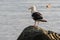 Bird of Pacific gull standing on rocky shore of Pacific Ocean and looks around. Wildlife, wild animals living on seashore of Pacif