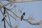 Bird: Pair of Rosy Starling Perched on a Tree Branch