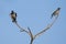 Bird: Pair of Rosy Starling Perched on a Tree Branch