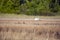 Bird in Palud Ornithological reserve, Istria, Croatia