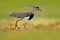 Bird from Pantanal. Southern Lapwing, Vanellus chilensis, water exotic bird during sunrise, Pantanal, Brazil. Wildlife scene from