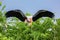 Bird of paradise bird flying in zoo on sky background