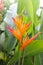 Bird of Paradise in bloom