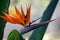 Bird of paradise in bloom in the Pretoria botanical garden