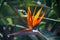 Bird of paradise in bloom in the Pretoria botanical garden