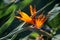 Bird of paradise in bloom in the Pretoria botanical garden