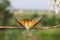 Bird of paradise with colored plumage spread its beautiful wings