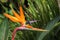 Bird of paradise colorful flower with leaf background
