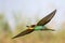 Bird of Paradise in flight, bee-eaters. Merops Apiaster