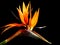 Bird of Paradise Flower