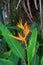 Bird of paradise flower