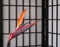 Bird of Paradise Flower With Asian Screen Background