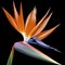 The Bird of Paradise flower exudes a captivating allure from tropical lands