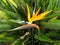 Bird of paradise flower in a garden in Cuba