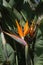 Bird of Paradise Flower in Nerja, a sleepy Spanish Holiday resort on the Costa Del Sol near Malaga, Andalucia, Spain, Europe