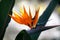 Bird of paradise flower in the Pretoria botanical garden