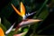 Bird of paradise flower Strelitzia