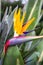 Bird of Paradise flower, Strelitzia reginae