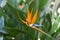 Bird of paradise flower Strelitzia reginae, close-up of a flower