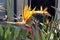 Bird of Paradise flower (Strelitzia reginae) in full bloom : (pix Sanjiv Shukla)