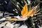 Bird of Paradise flower (Strelitzia reginae) in full bloom : (pix Sanjiv Shukla)