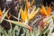 Bird of Paradise flower (Strelitzia reginae) in full bloom : (pix Sanjiv Shukla)