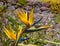 Bird of paradise flower. Strelitzia reginae . From UC Berkeley botanical garden