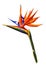 Bird of paradise flower watercolor illustration.