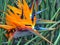 Bird of Paradise Flowers