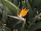 Bird of Paradise flowers in Garden in Funchal madeira Portugal