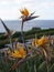 Bird of Paradise flowers in Garden in Funchal madeira Portugal