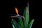 Bird of paradise flowers and leaves