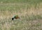 Bird of paradise flying over a green grassy field