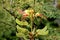 Bird of paradise shrub or Erythrostemon gilliesii flowering plant with flower heads composed of bright yellow petals surrounded