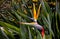 Bird of paradise strelitzia or crane lily flowers blossom in Barcelona park