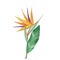 Bird of paradise, Strelitzia flower