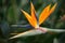 Bird of paradise (Strelitzia reginae)