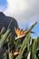 Bird of paradise Strelitzia reginae