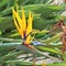 Bird of paradise - Strelitzia reginae