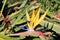 Bird of paradise - Strelitzia reginae