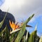 Bird of paradise Strelitzia reginae